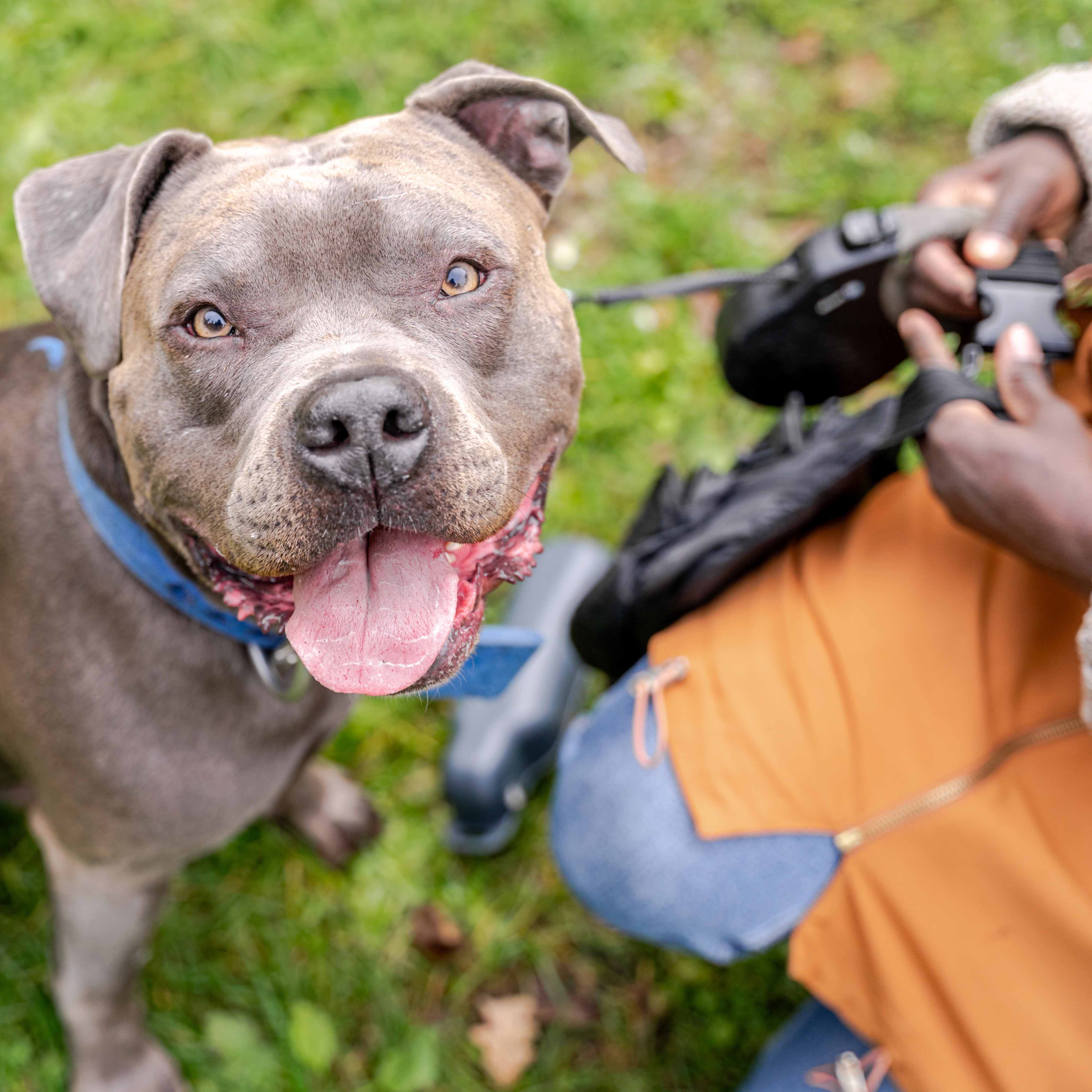 Original customer dog photo of a pit bull for a Colorfield custom portrait review slide