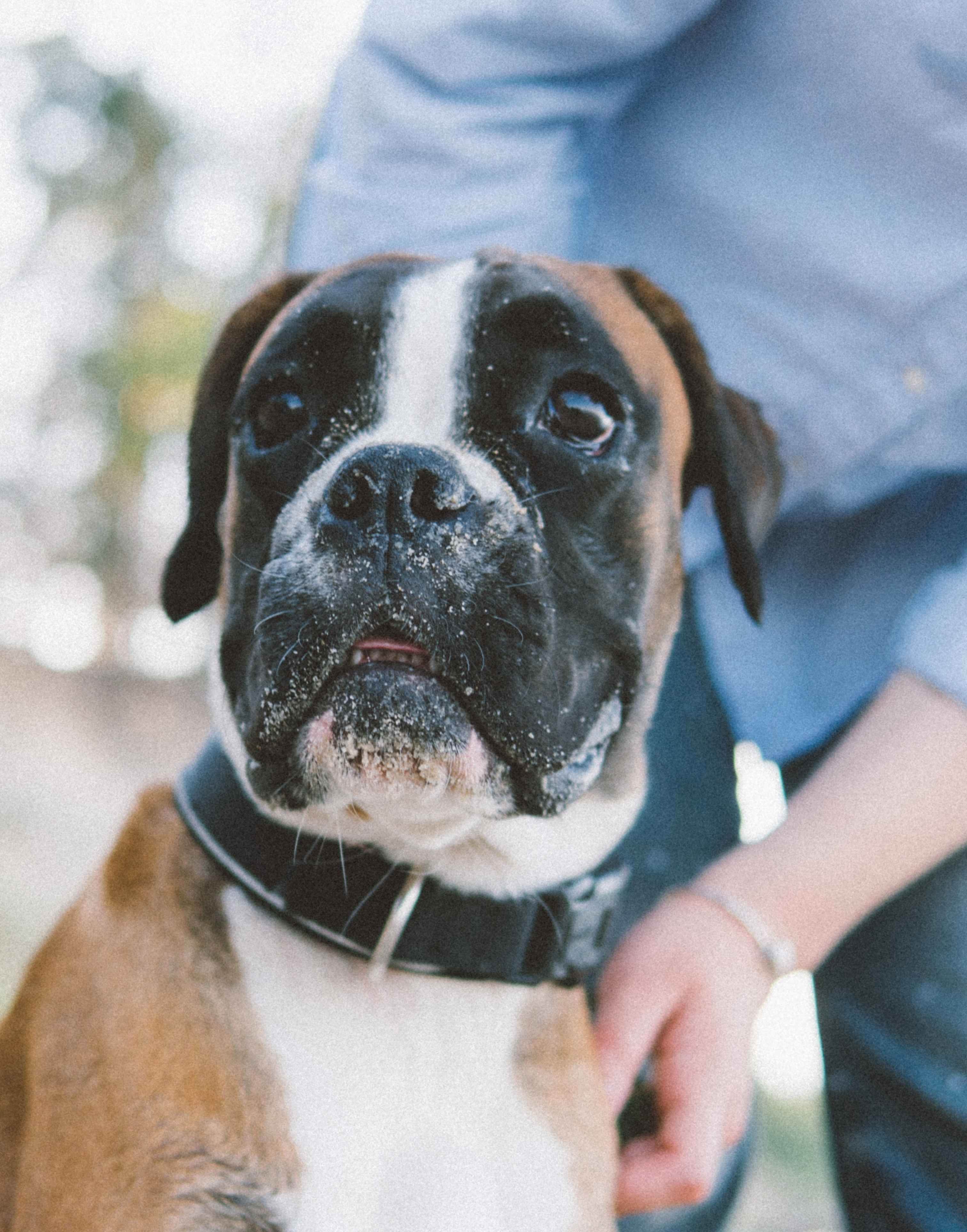 Original customer dog photo of a boxer for a Nivara custom portrait review slide
