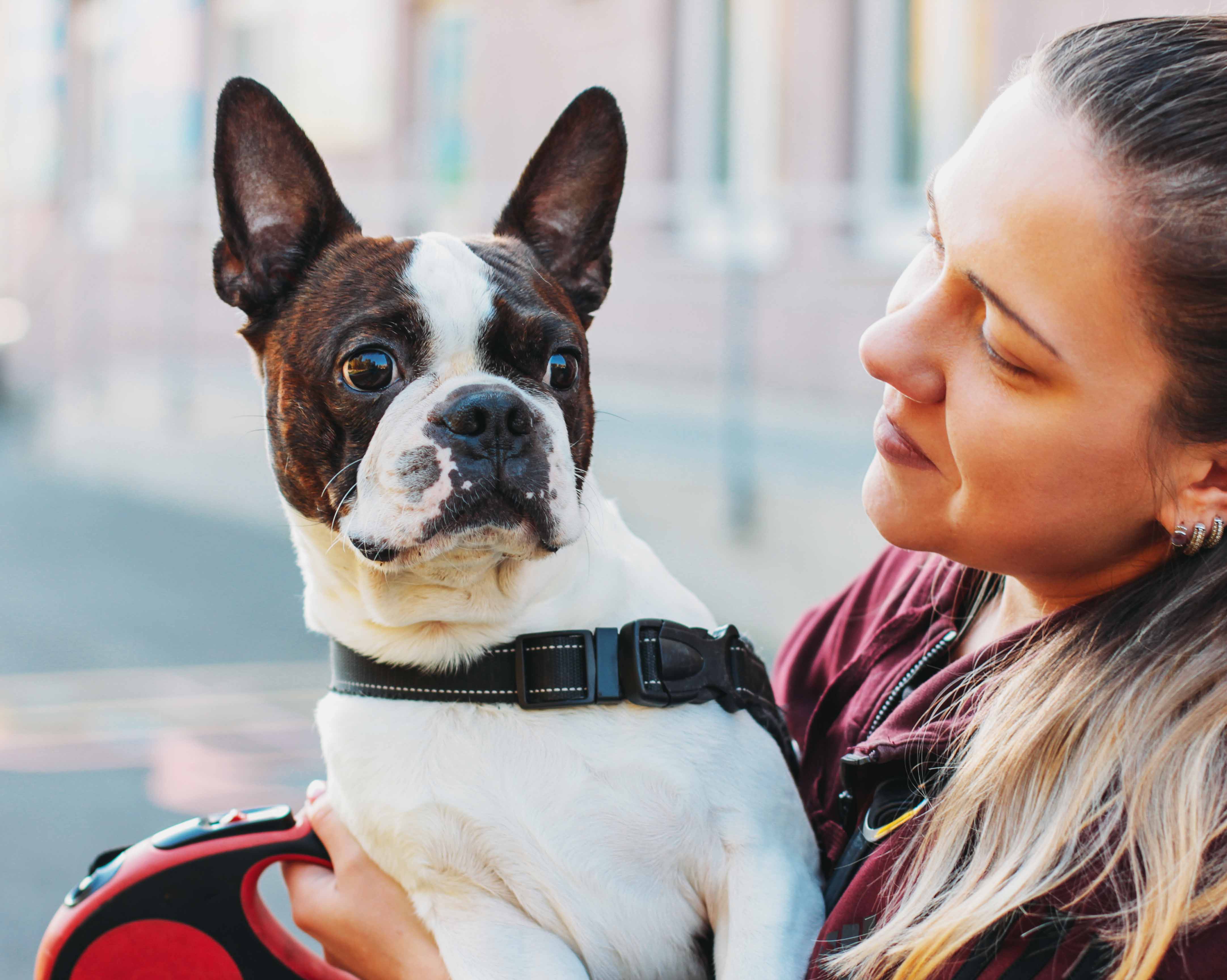 Original customer dog photo for a Sarmel custom portrait review slide