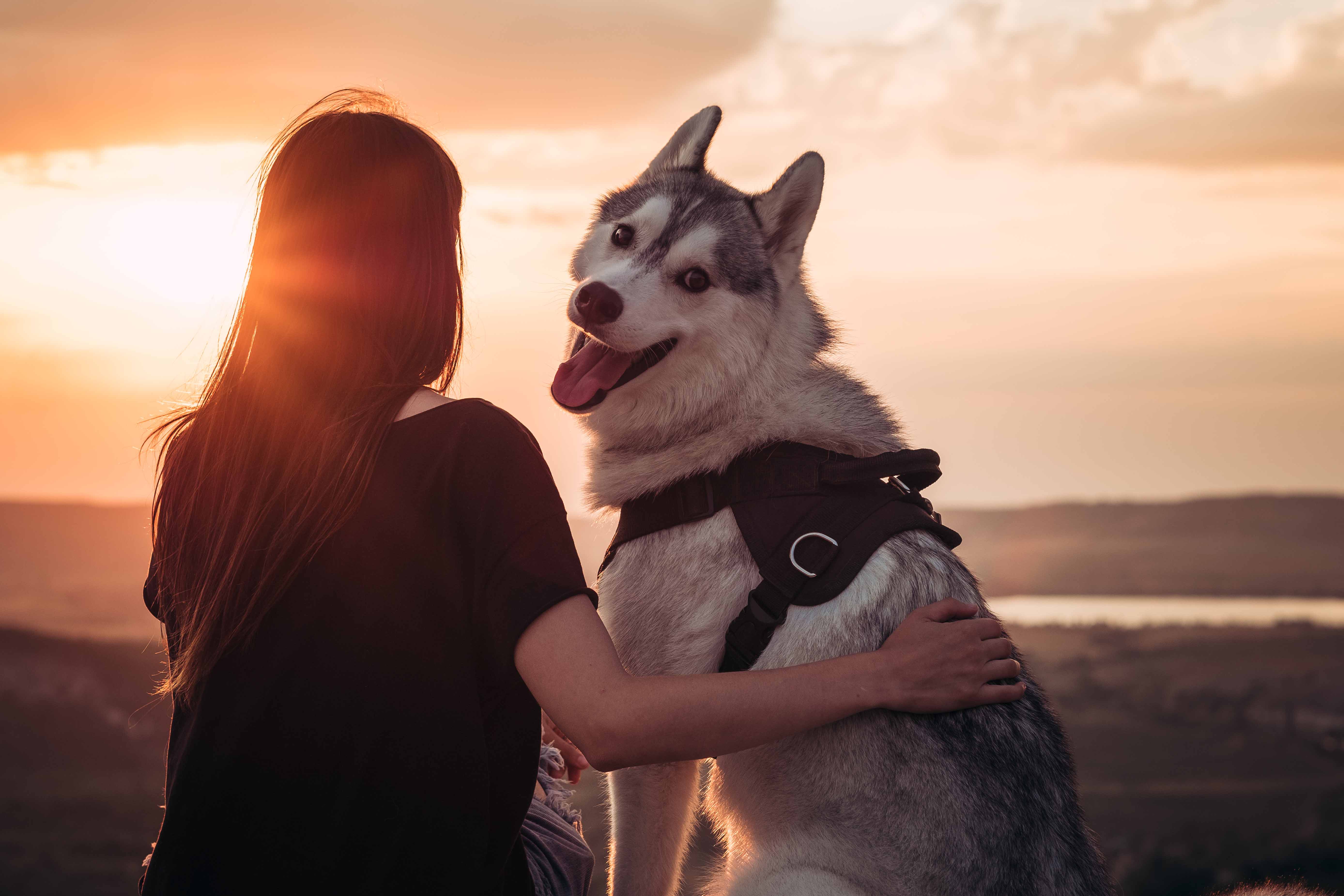 Original customer Husky dog photo for a Verdelle custom portrait review slide