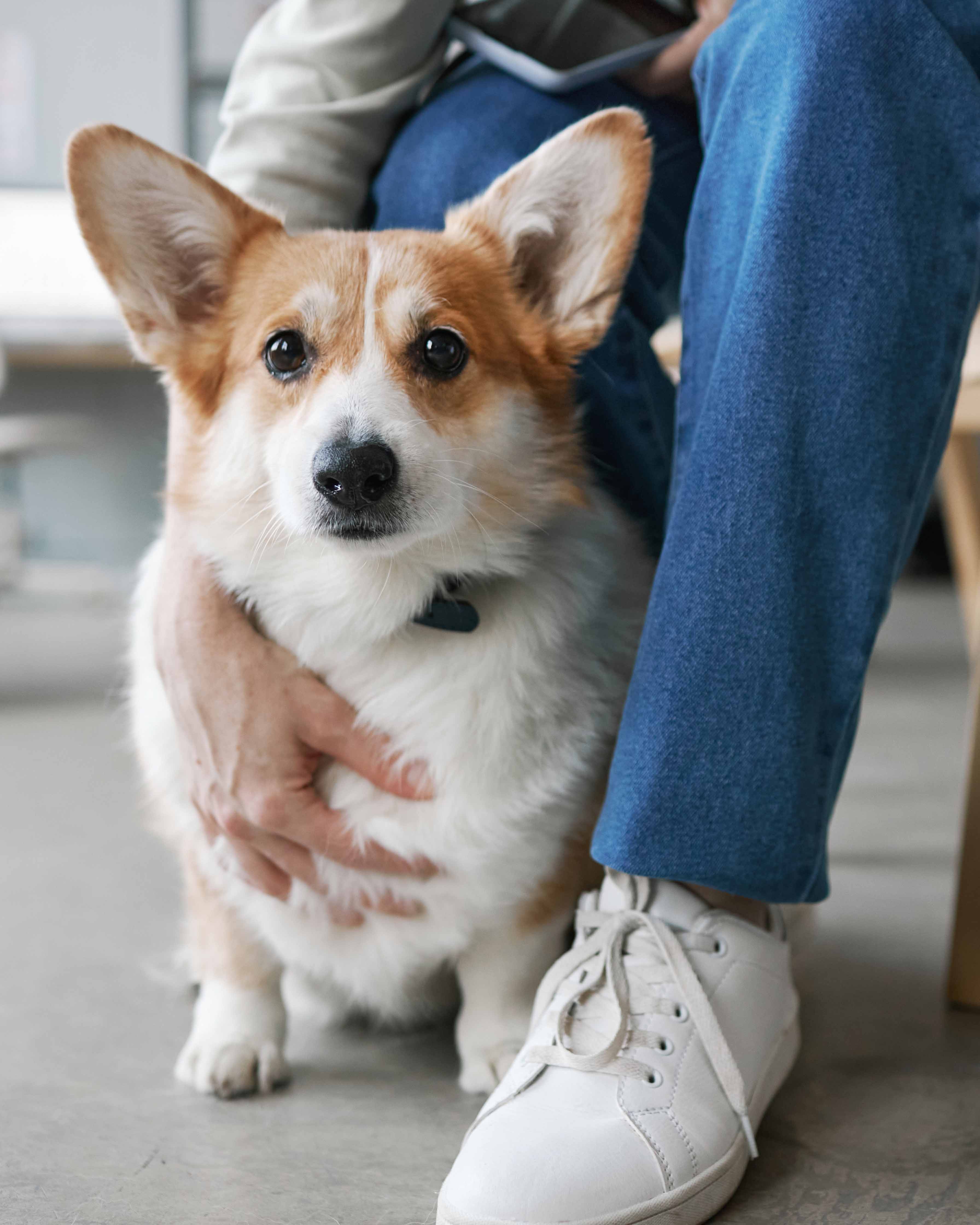 Original customer dog photo for a Verdelle custom portrait review slide